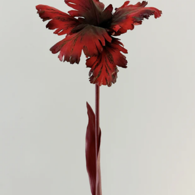 Tulip Bell Dark Ruby