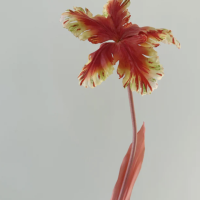 Tulip Bell Reverse Sunset