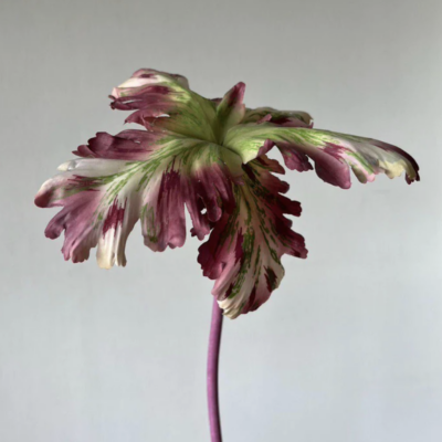 Tulip Bell Lavender Blush