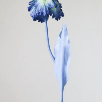 Tulip Bell Blue