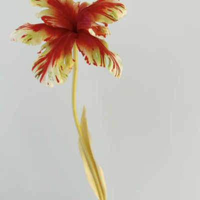 Tulip Bell Reverse Sunrise