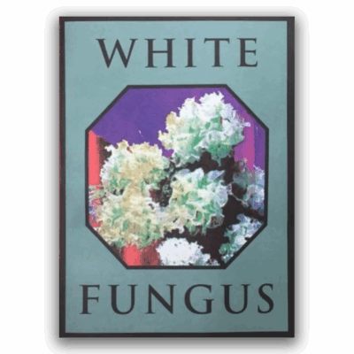 White Fungus: Issue 16