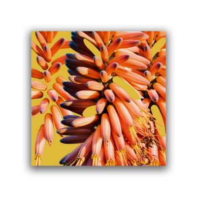 Sampology, Charlie Hill – Galaxy